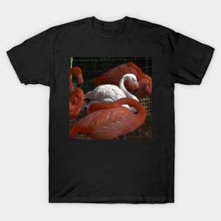 Caribbean Flamingo T-Shirt